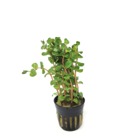 Rotala macrandra 'Mini Pink' - potted