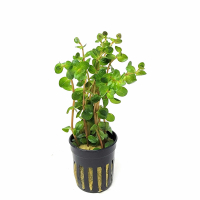 Rotala orange juice - potted
