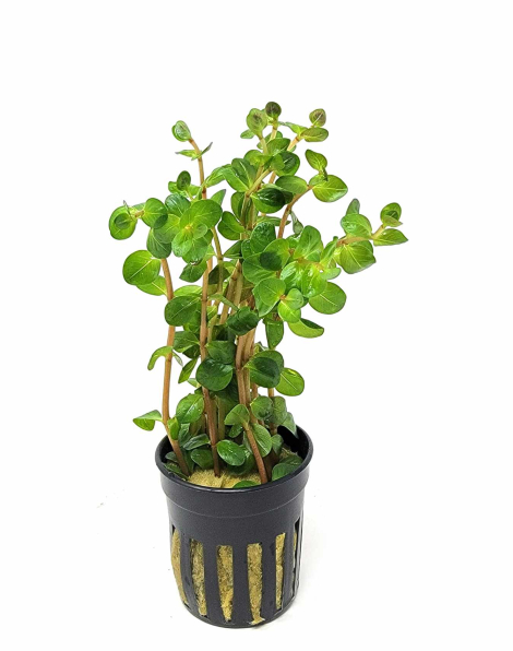 Rotala orange juice - potted
