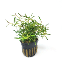 Rotala Red Cross- potted