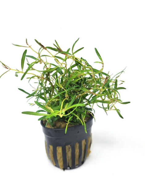 Rotala Red Cross- potted