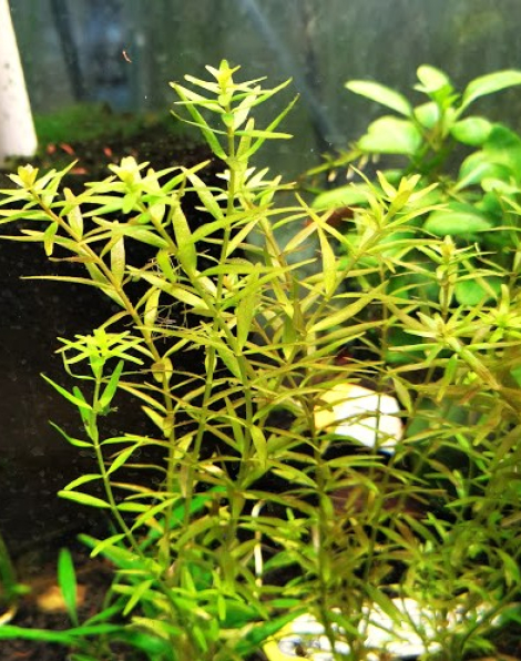 Rotala rotundifolia - potted