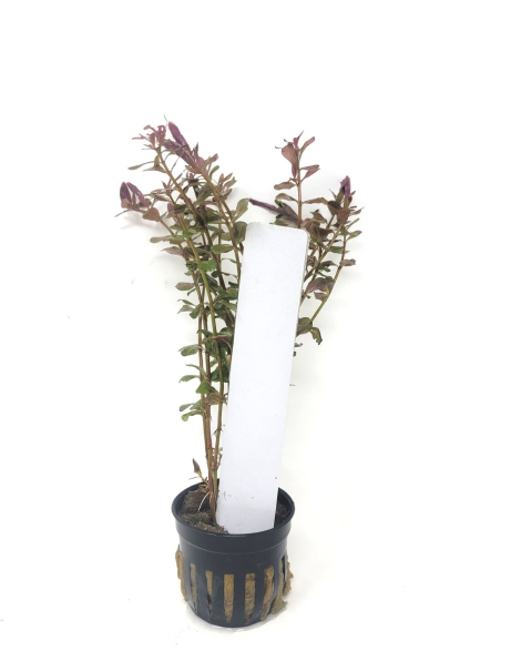 Rotala rotundifolia 'Vietnam H'ra' - potted