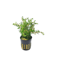 Rotala wallichi - potted