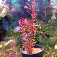 Rotala 'Colorata'  - potted