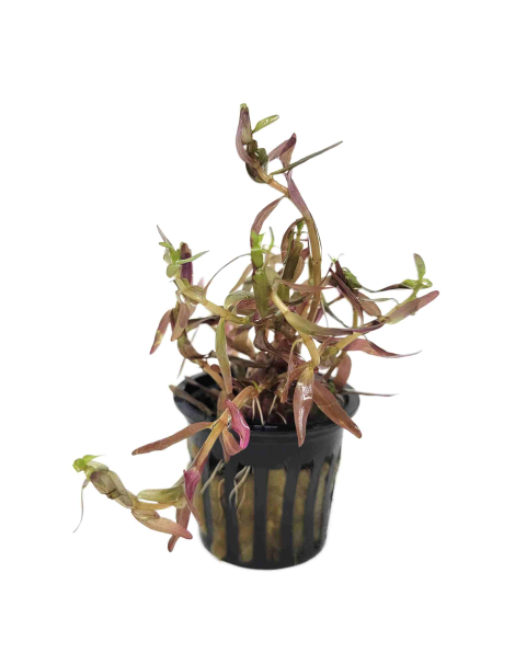 Rotala rotundifolia 'Rainbow' - potted