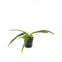 Sagittaria  subulata - potted