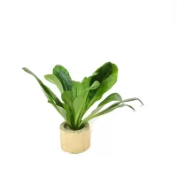 Samolus parviflorus - potted