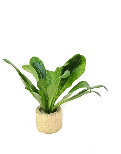 Samolus parviflorus - potted