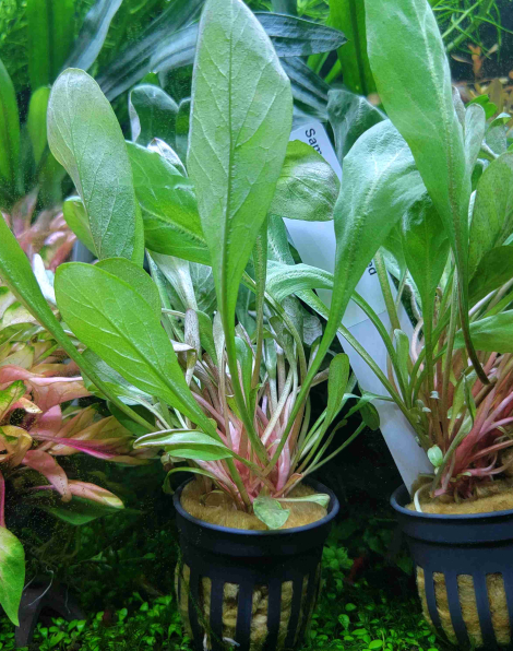 Samolus parviflorus red - potted
