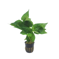 Saururus cernuus - potted