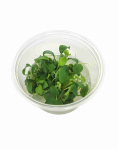 Schismatoglottis prietoi - tissue culture
