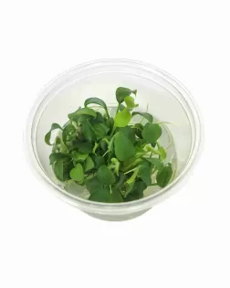 Schismatoglottis prietoi - tissue culture