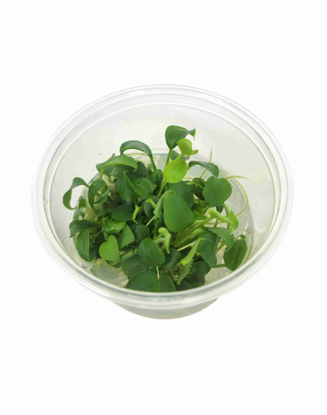 Schismatoglottis prietoi - tissue culture