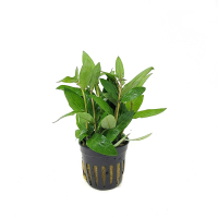 Staurogyne  repens - potted