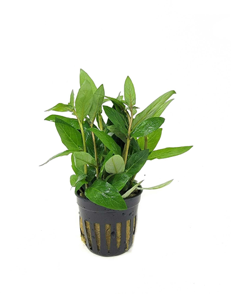 Staurogyne  repens - potted