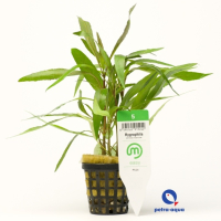 Hygrophila stricta narrow - potted