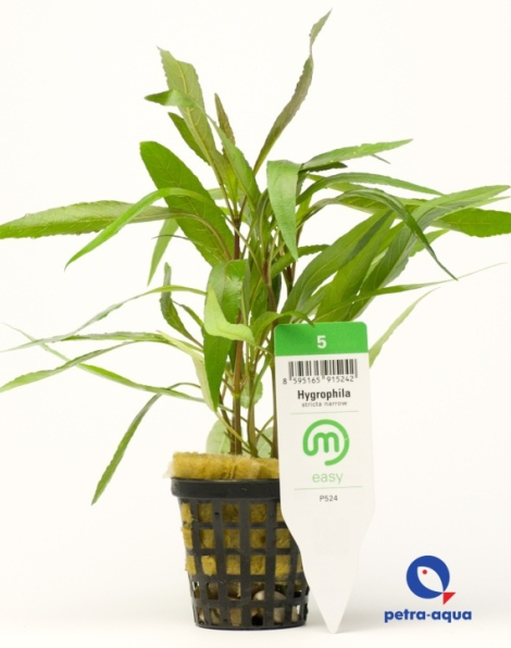 Hygrophila stricta narrow - potted