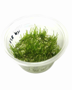 Taxiphyllum alternans  (Taiwan Moss)  - tissue culture