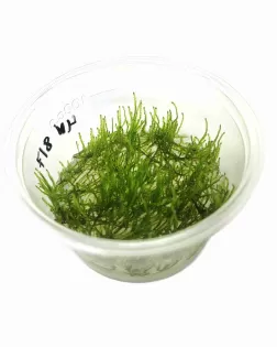 Taxiphyllum alternans  (Taiwan Moss)  - tissue culture
