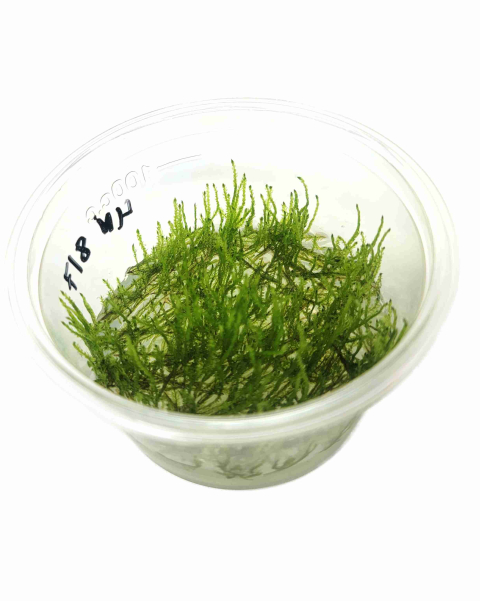 Taxiphyllum alternans  (Taiwan Moss)  - tissue culture