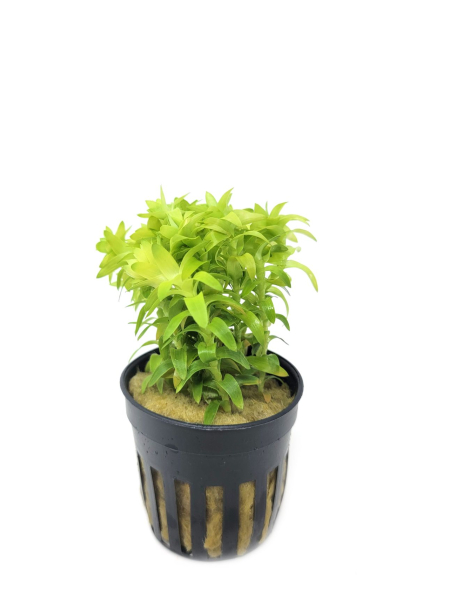 Tonina fluviatilis - potted