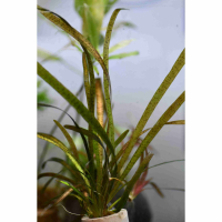 Vallisneria leopard - potted