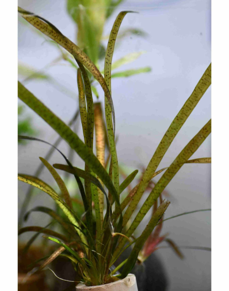 Vallisneria leopard - potted
