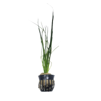 Vallisneria americana var natans - potted