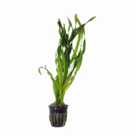 Vallisneria rubra 'Serpanta' - potted