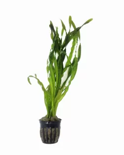 Vallisneria rubra 'Serpanta' - potted