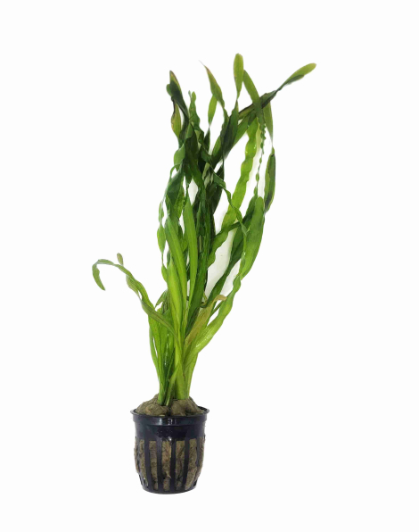 Vallisneria rubra 'Serpanta' - potted