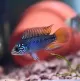 Dwarf Cichlids