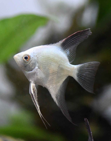 Bulgarian Green Seal Point Angelfish