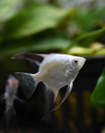 Bulgarian Green Seal Point Angelfish