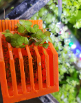 3D Printed Duckweed Scooper