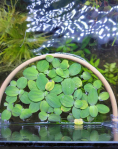 3D Printed Floating Plant Barrier (20cm)