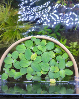 3D Printed Floating Plant Barrier (20cm)