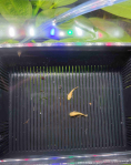 3D Printed Fry Raising Basket