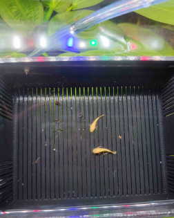 3D Printed Fry Raising Basket
