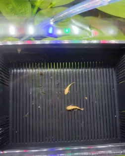 3D Printed Fry Raising Basket