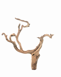 Ghostwood M (A)