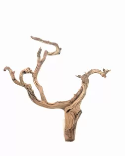 Ghostwood M (A)