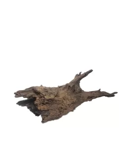 Kapas Root XL (A)