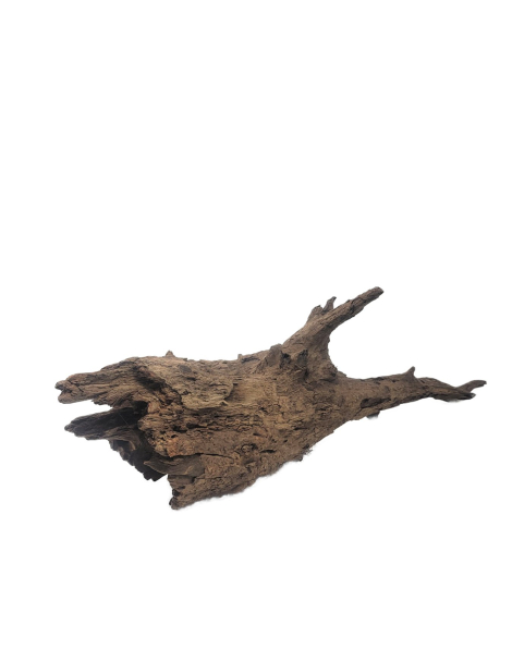 Kapas Root XL (A)