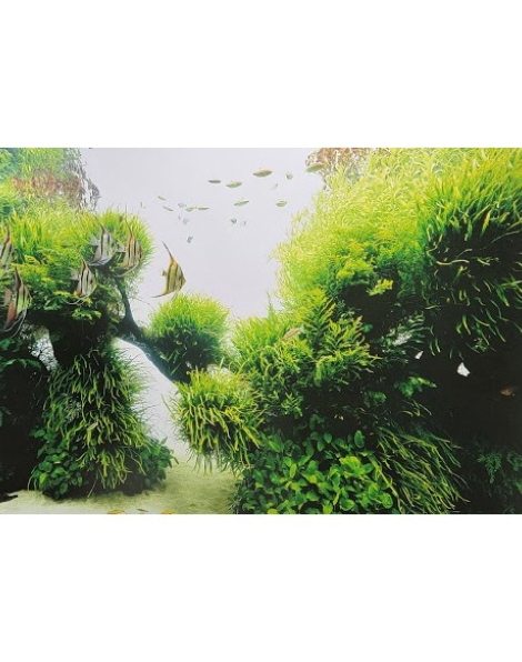 Balance of Nature Poster (Pterophyllum altum)