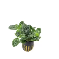 Fittonia albivenis - potted