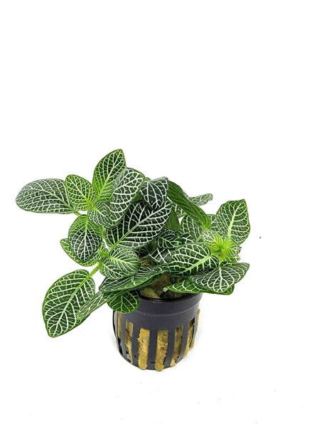 Fittonia albivenis - potted