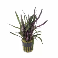Hemigraphis repanda narrow - potted