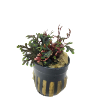 Ruby Red Club Moss (Selaginella erythropus)